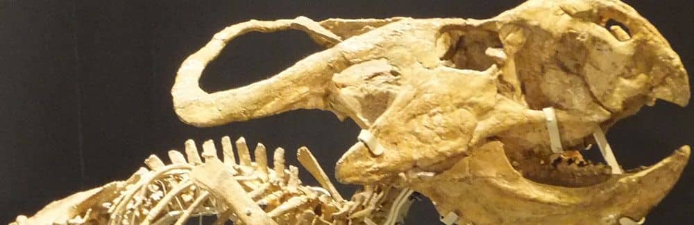 恐竜の皮膚 | 恐竜のしっぽ