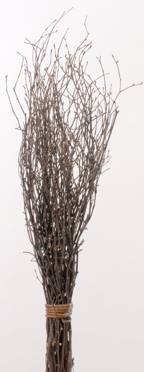 白樺小枝 70cm N: ドライフラワー ｜ YDMオンラインストア