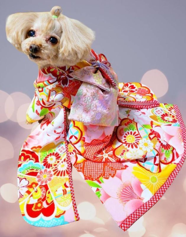 犬服/猫服 晴れ着 梅・キク柄・ピンク 振袖スタイル お引きづり/通常
