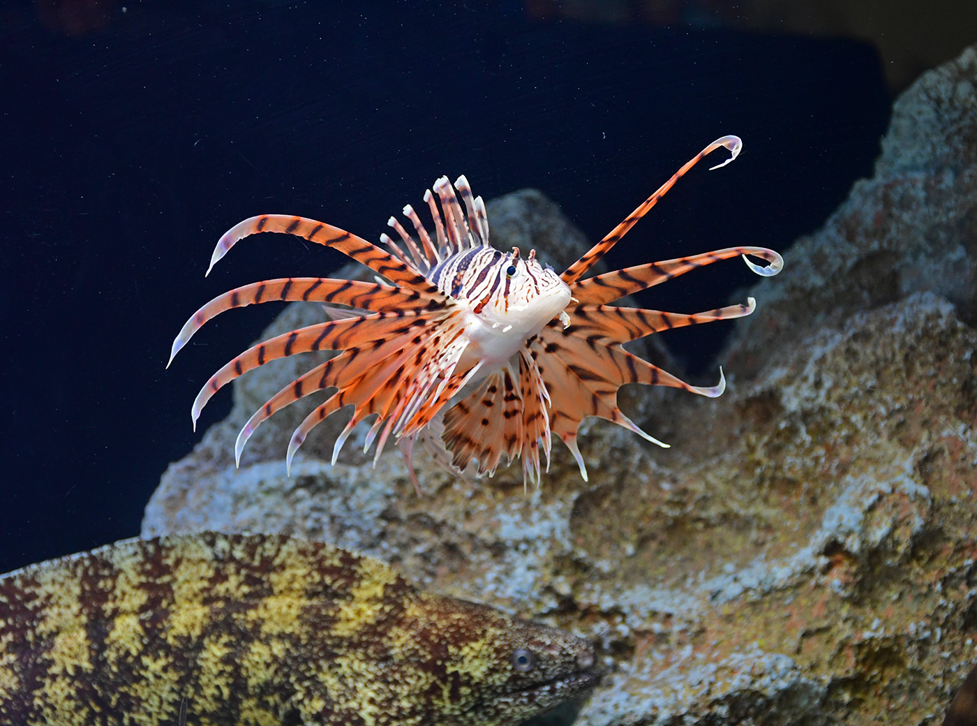 テーマ水槽 | 展示 | 新江ノ島水族館
