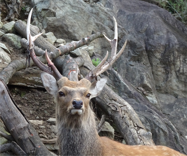 S*i様 鹿の角 蝦夷鹿 エゾシカ 中型 クリスマスセール価格 蝦夷鹿