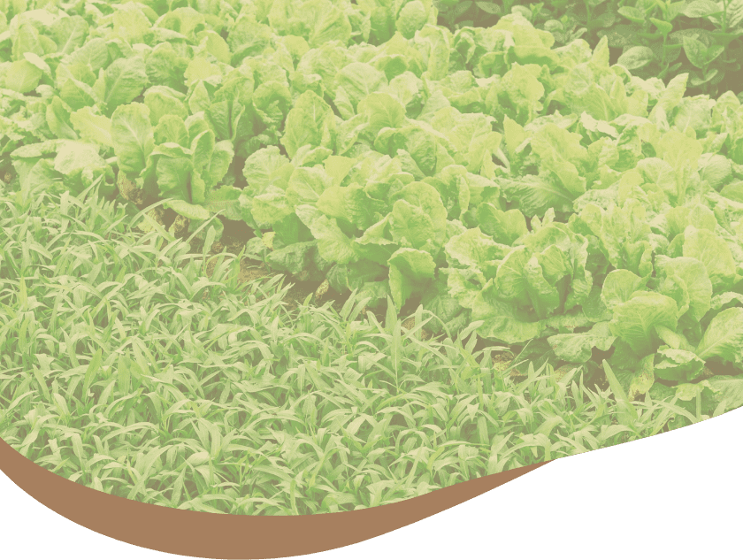 センシティブ／サーモン｜ORGANIC製品一覧（ドッグフード