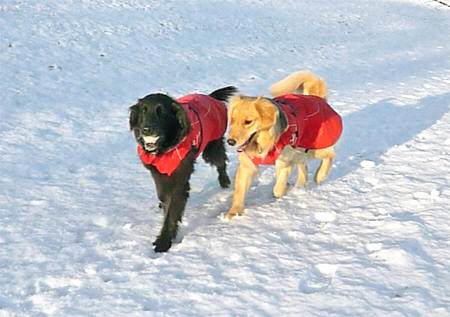 フルッタ（Hurtta） ウィンタージャケット 風、雨、雪に強い【HOUNDTEX