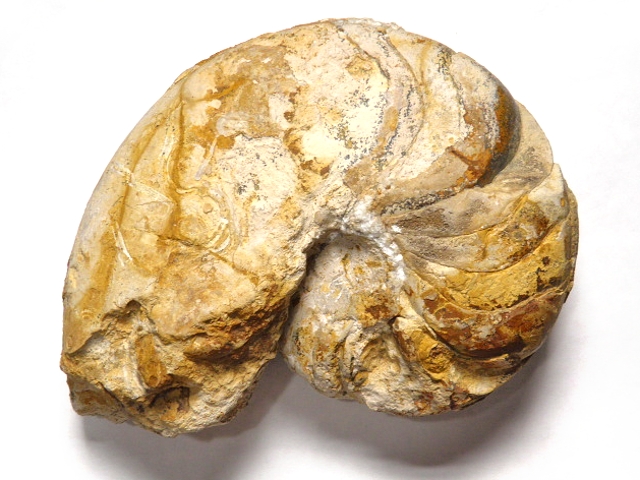 ポーランド産オウムガイ化石 Cenoceras sp. (セノセラスの一種)/NUP-001