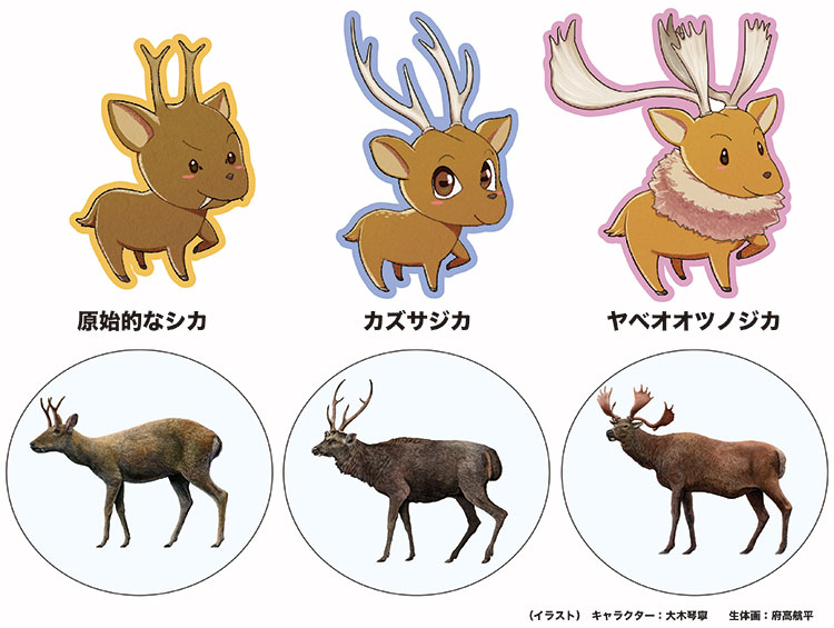 4本セット 天然 蝦夷鹿角 4本セット 鹿の角 シカ ツノ 鹿の