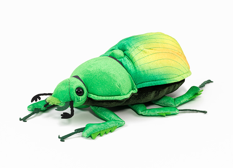 土日限定セール 昆虫標本 日本産オオヨツバコガネムシ 土日限定セール