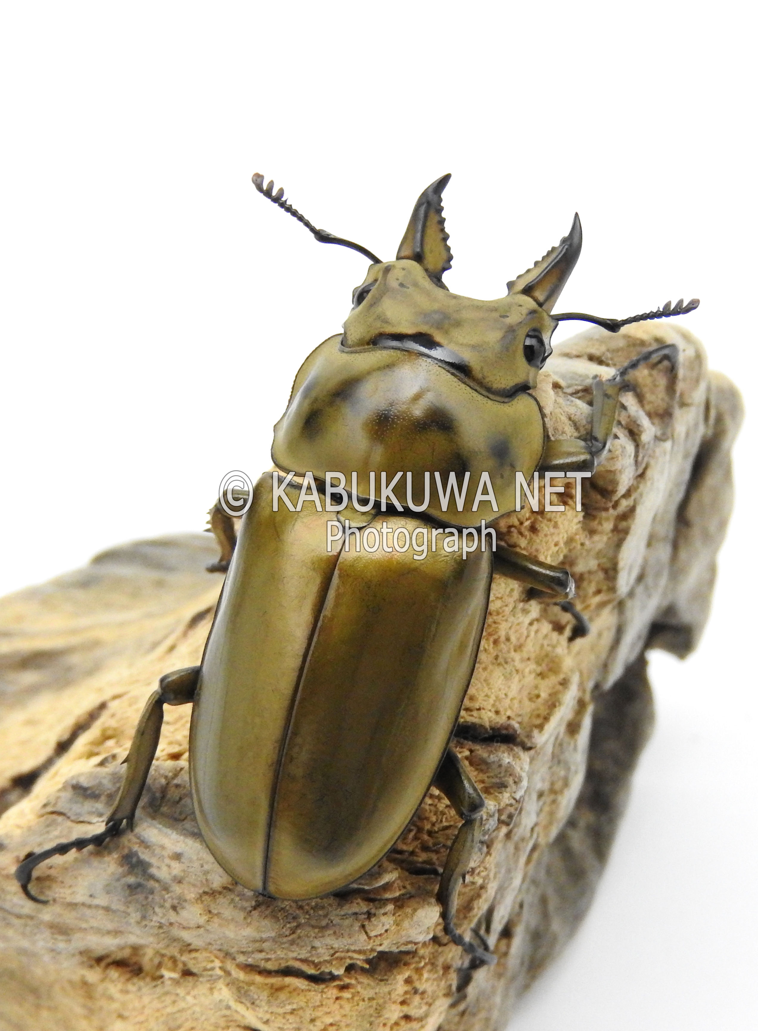 ローゼンベルグオウゴンオニクワガタ ♂56ー57mm ペア