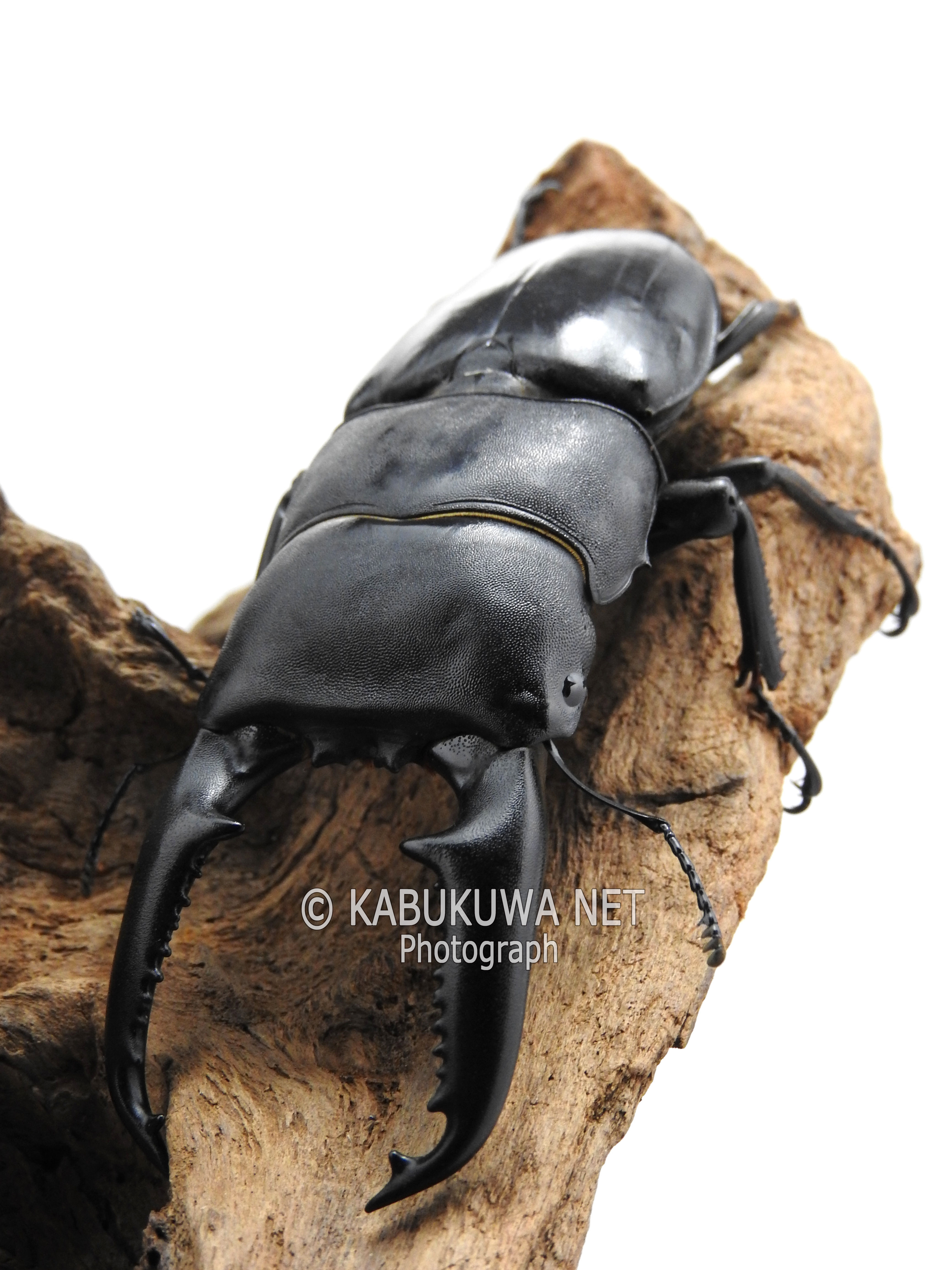 750mmオーバー1000mm世界のクワガタオオクワガタヒラタクワガタなど21