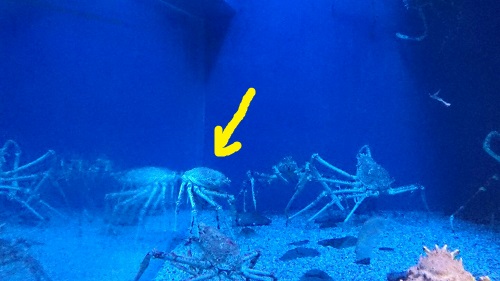 タカアシガニのふんどし｜海遊館とつながる｜海遊館