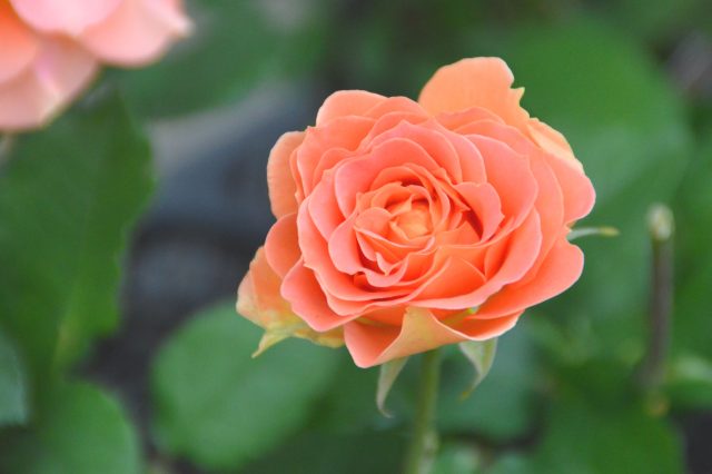 flower shop PICCOLO｜小田原フラワーガーデン