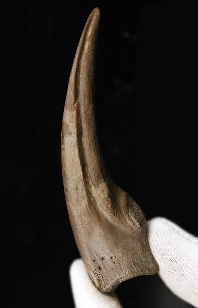 入手困難！白亜紀後期のレア獣脚類恐竜 ストルティオミムス