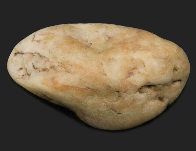 変わり種アイテム！米国ユタ州産ジュラ紀の恐竜の胃石（Gastrolith