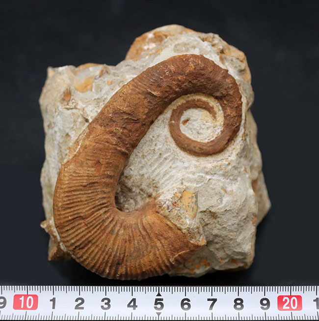 殻のほどけっぷりにご注目！モロッコ産の異常巻きアンモナイト