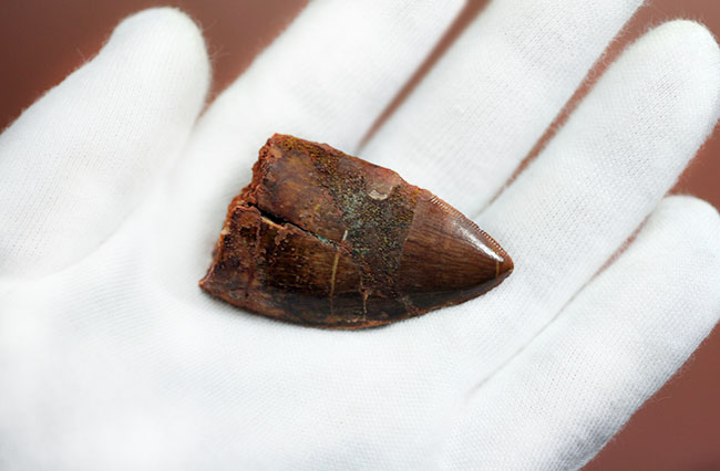 いかにも典型！数字以上の迫力を備えた、アフリカのティラノサウルス