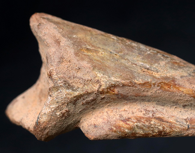 ド迫力！カーブ計測118ミリ、周長210ミリに達する、巨大な