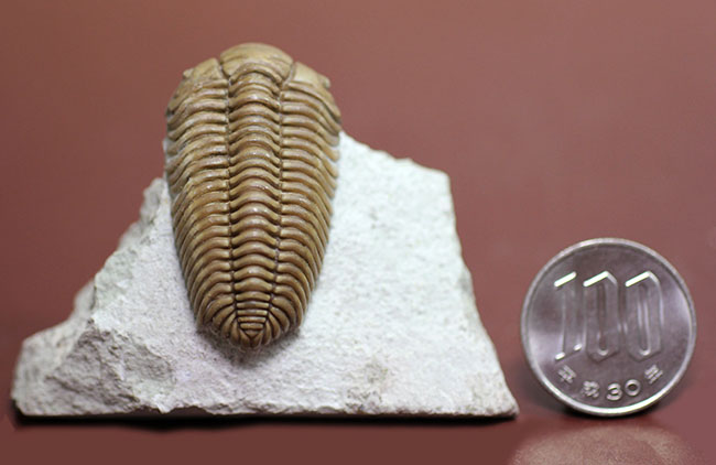 三葉虫 プリオメラ [TB12] 化石 【公式通販】