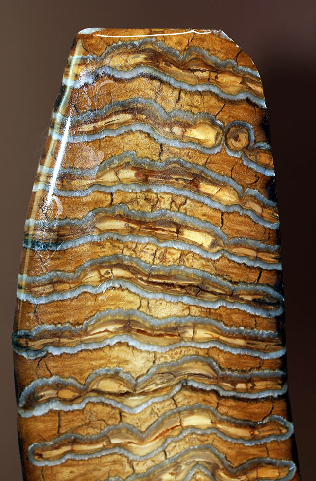 丁寧な光沢仕上げが施されたケナガマンモス（Woolly Mammoth）の臼歯の