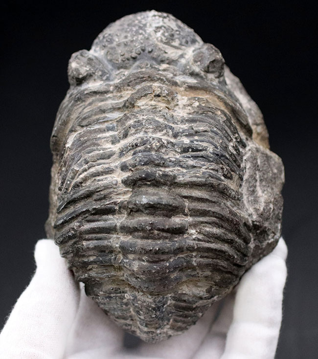 オールドコレクション、背周り計測175ミリの特大三葉虫、ファコプス