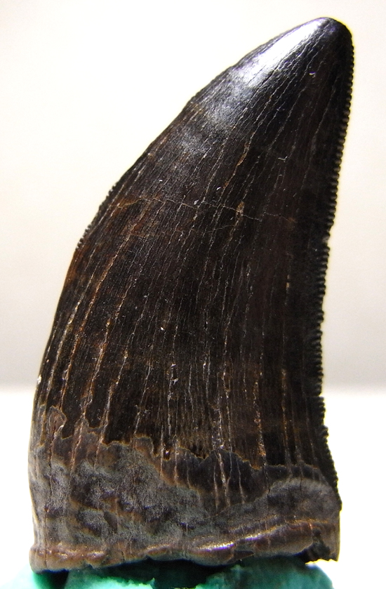 ナノティラヌス実物歯化石 ナノティラヌス実物歯化石 a-6 | paleo-science