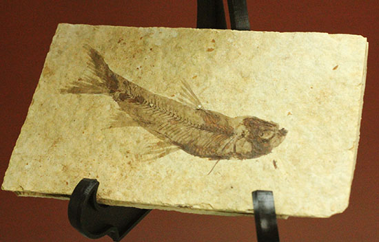 優秀な保存状態。約5000万年前の魚化石ナイティア(knightia) 化石 販売