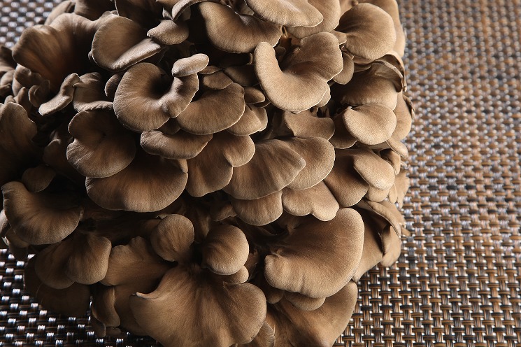 ◇黒舞茸「真」◇公式通販サイト〈大平きのこ研究所〉