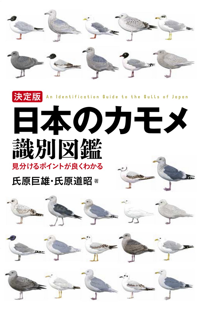決定版 日本のカモメ識別図鑑 Hobby's World｜野鳥撮影やバード