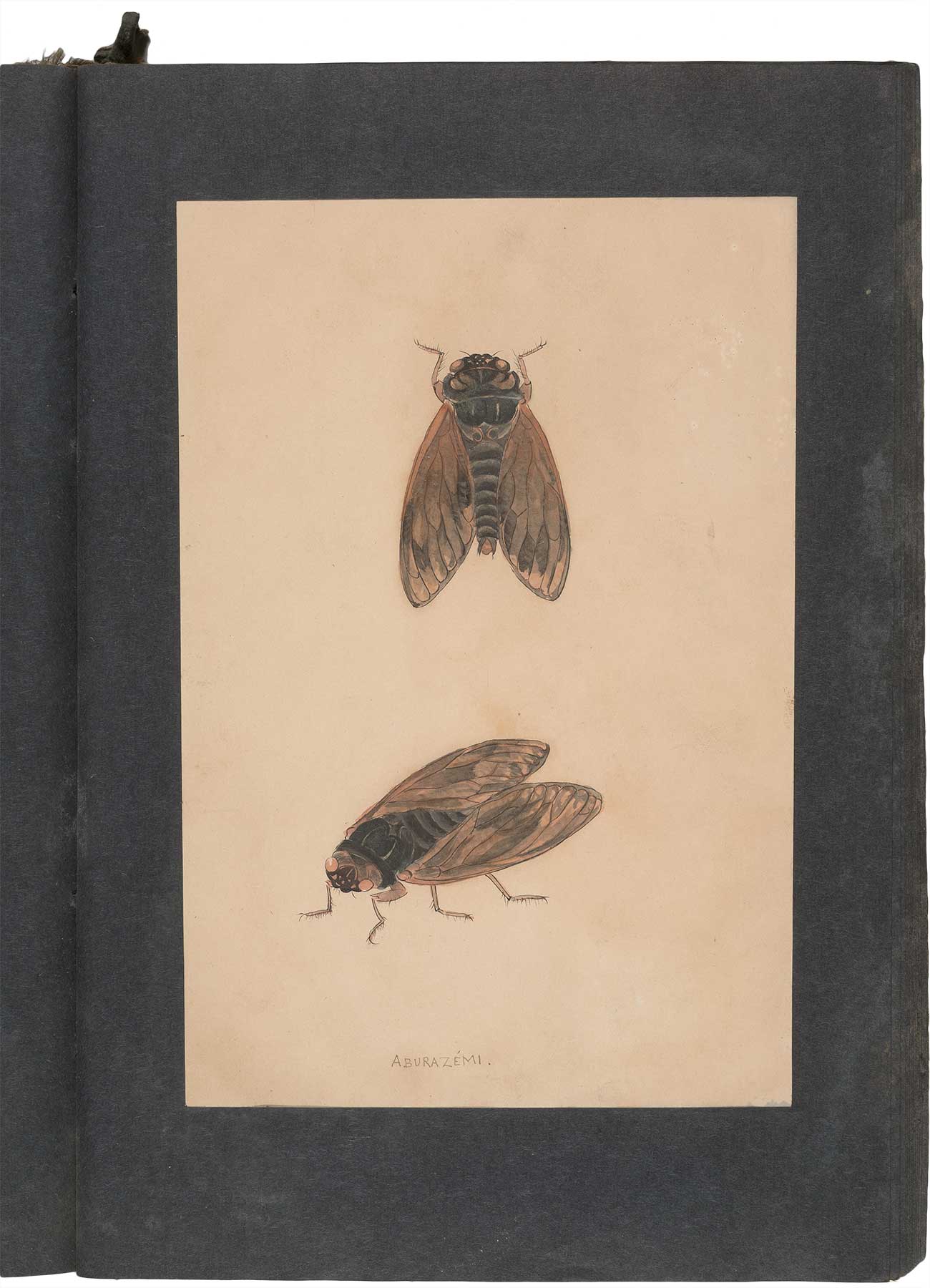虫の詩 かそけきものの声音を愛す The Poetry of Insects—Loving the