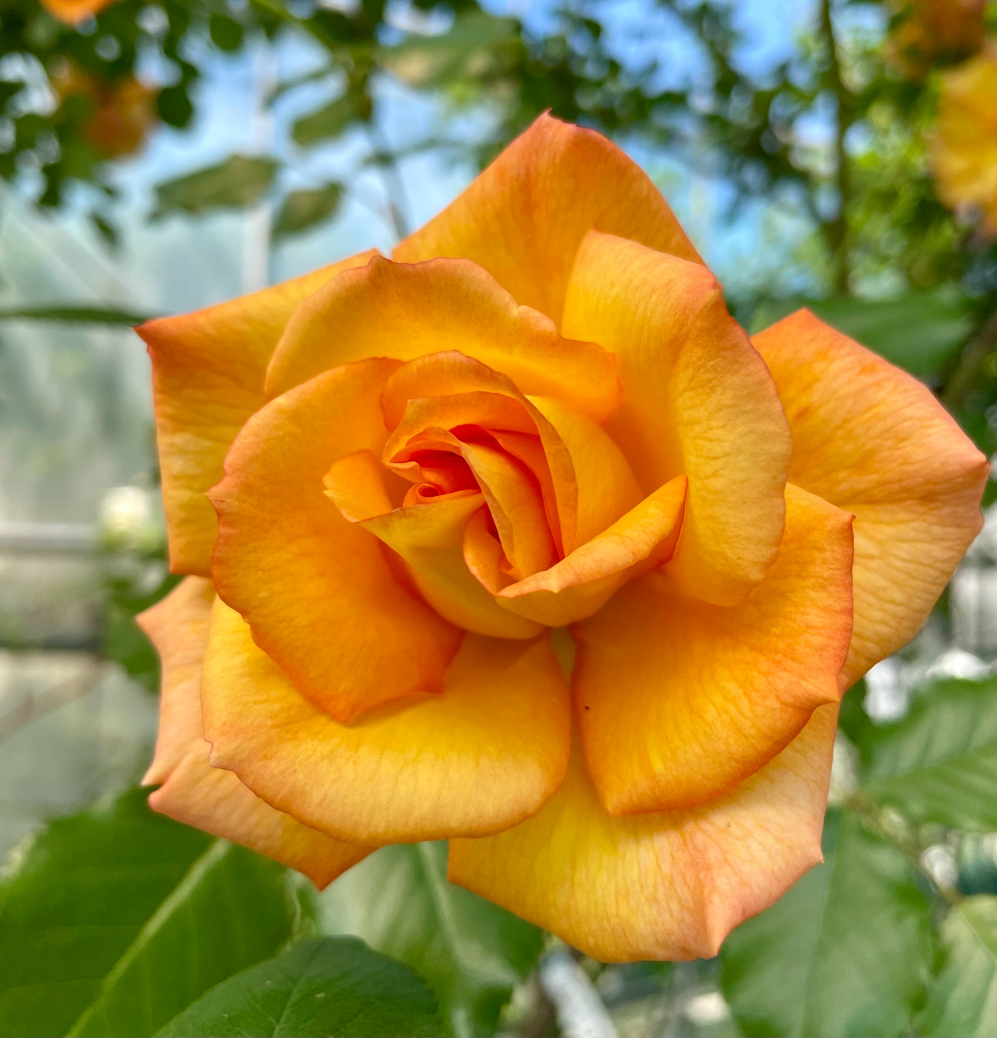 2312 專用 (その2) 确認用 10点+バラ売り9点 2312 專用 (その2) 确認用