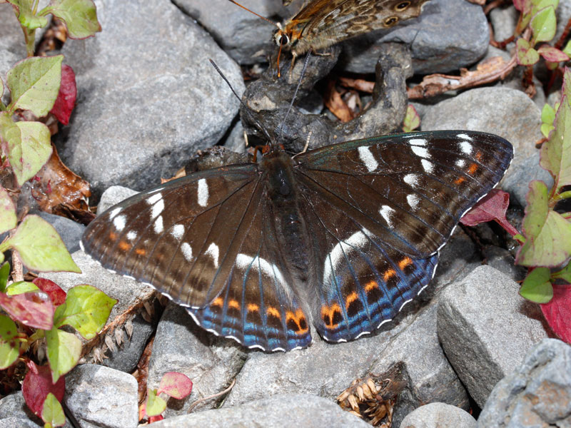オオイチモンジ（1ペア ロシア極東産） 【公式通販】