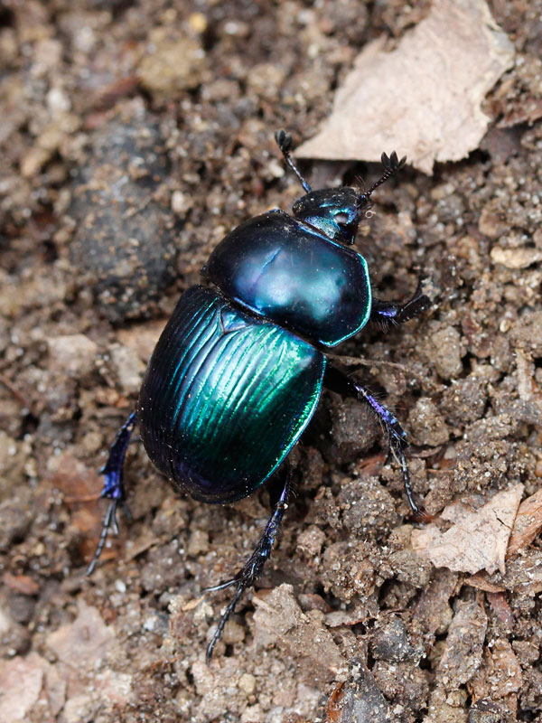 オオセンチコガネ