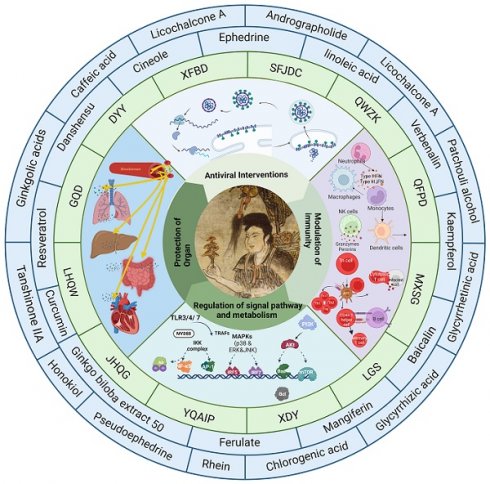 Traditional Chinese Medicine for Viral Pneumonia Therapy