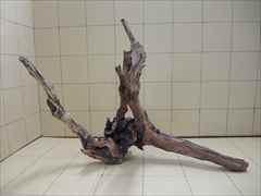 ADA ホーンウッドの販売(アクアマリン熊本)