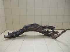 ADA ホーンウッドの販売(アクアマリン熊本)