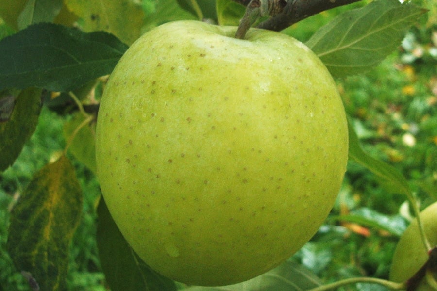 銀世界りんご（サン王林）（JA秋田ふるさと） 5kg【秋田県産】: おら