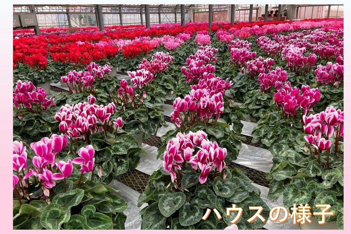 シクラメン 6号鉢【ピアス】: JA全農かながわ|【JAタウン】産地