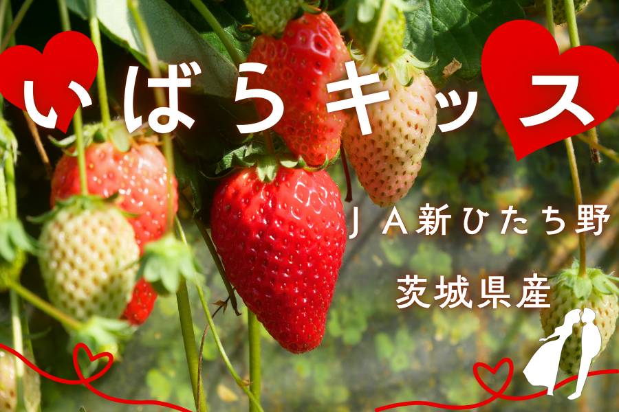 茨城県産 いちご『いばらキッス』 JA新ひたち野（約260g×4pk入）: いい