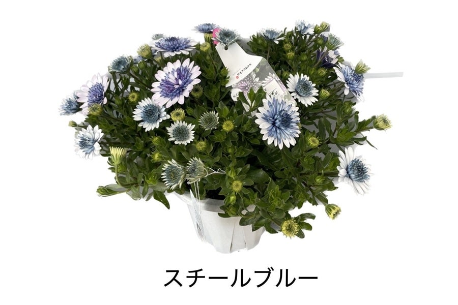 埼玉県産ダブルオステオスペルマム 6号鉢（スチールブルー）: 埼玉