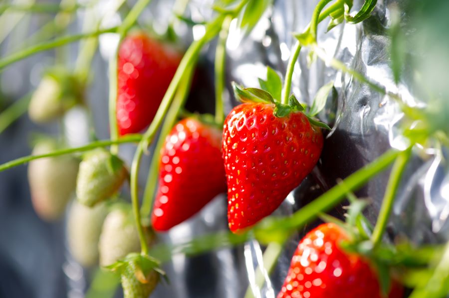 静岡いちご きらぴ香 260g×2パック入り JA静岡市: しずおか『手しお