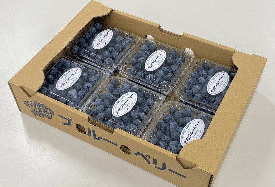 大内 「ブルーベリー」 100g×6P: 正直やまぐち|【JAタウン】産地直送