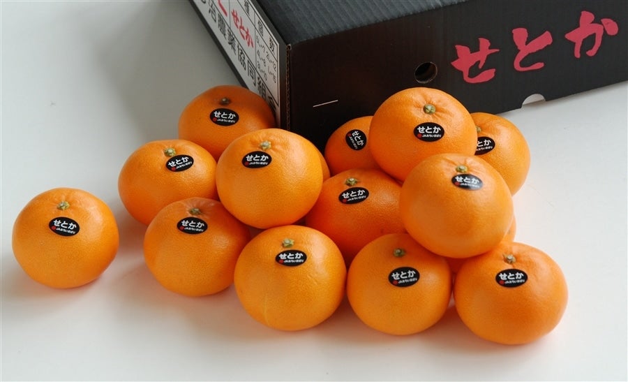 SK25】「せとか」化粧箱（秀L15玉～3L10玉）JAおちいま