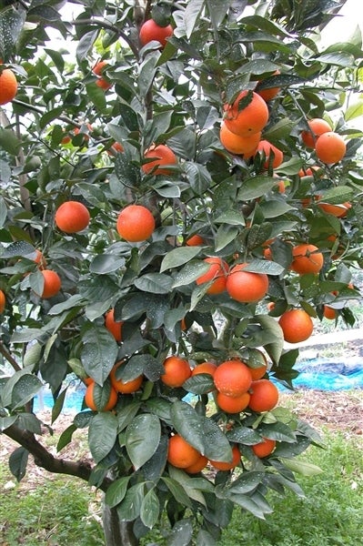 ②ブラッドオレンジジュース 2本入り（720ml×2本）JAえひめ南