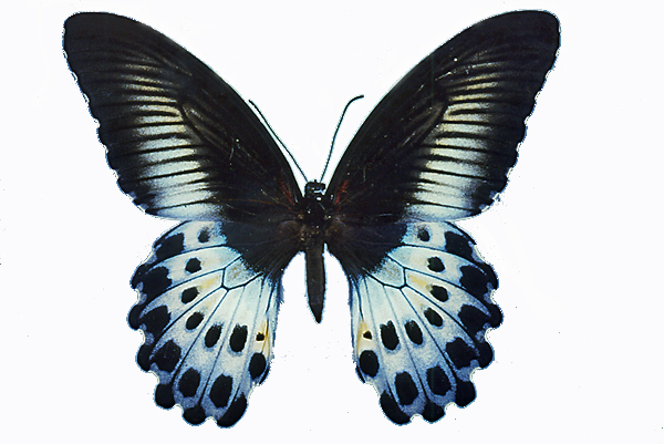 テングアゲハ♀/四川省.峨眉山産【外国産蝶標本】 【公式通販】