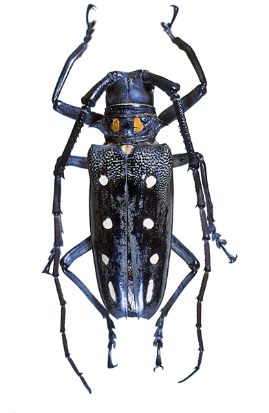 カミキリムシなどその他甲虫の仲間／世界の珍奇・美麗昆虫 -- 公益社団