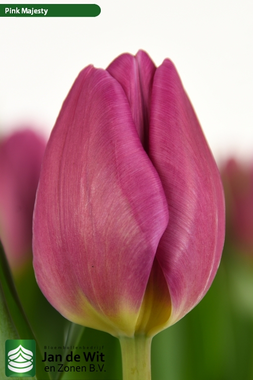 ピンクのチューリップ♦︎ステンドグラス Amazon.co.jp: ピンクの