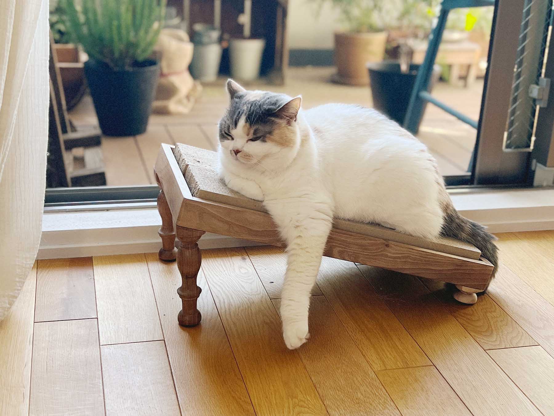 オルネコ・クルミの木の爪とぎ用段ボール｜オルネコ（爪とぎ・トイレ