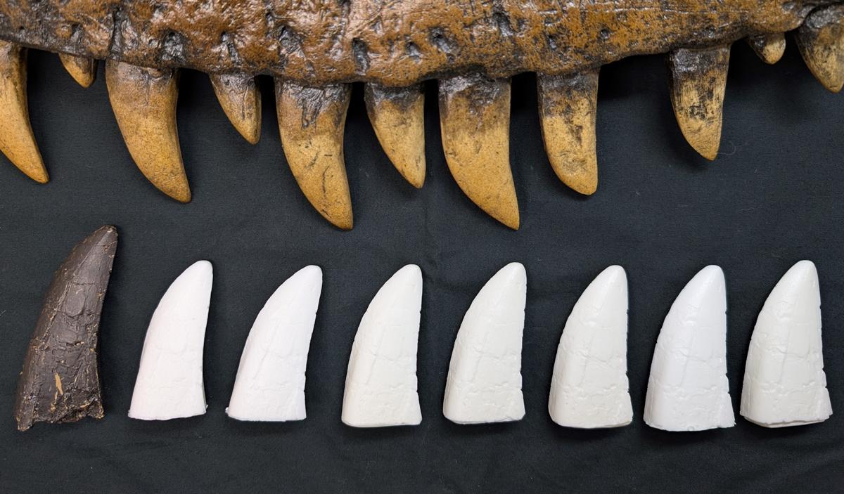 特別展関連講座「ティラノサウルス博2025」】標本講座「恐竜の歯化石