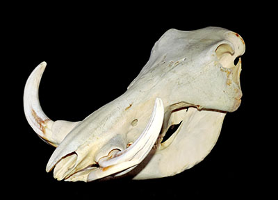 トピックス展示「イノシシ・猪・亥年」 | 横須賀市自然・人文博物館