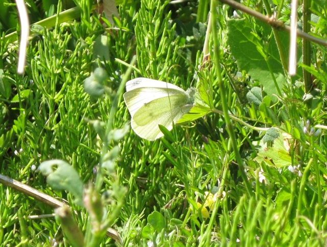 ギフ、ヒメギフチョウ＆ウスバ、ヒメウスバシロチョウセットセット