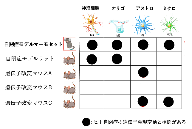 世界初 自閉スペクトラム症モデルマーモセットの開発に成功 -治療薬