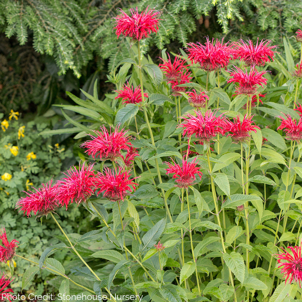 Monarda 'Fire Marshal' - Bee Balm – New Blooms Nursery